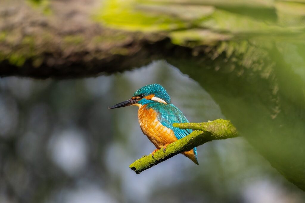 kingfisher, bird, tree-8642852.jpg