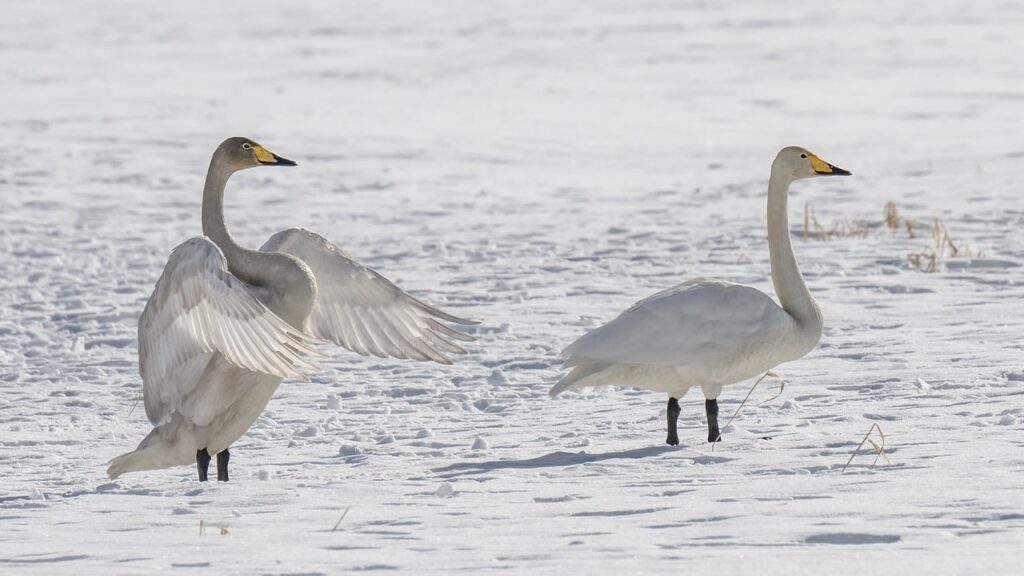 whooper swans, swans, birds-8640045.jpg